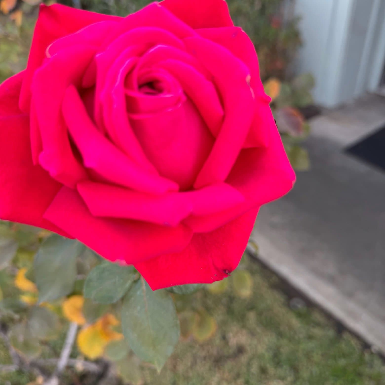 South Pasadena Soccer Group